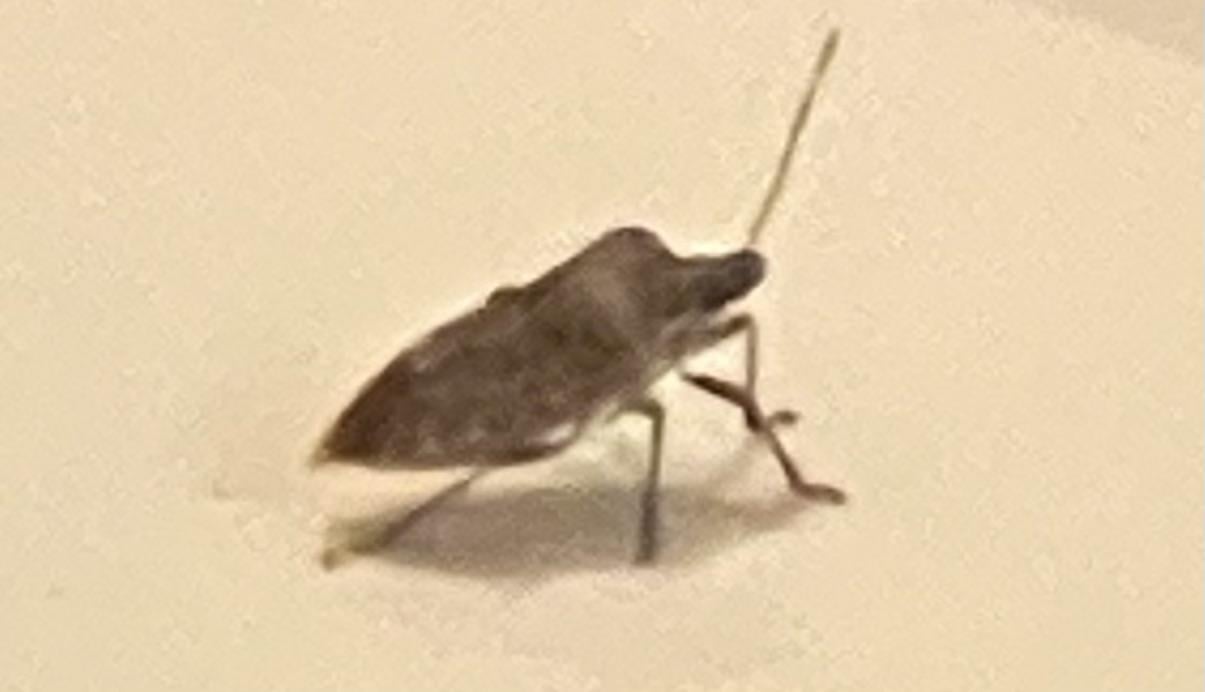 Was für ein Käfer/Insekt ist das?