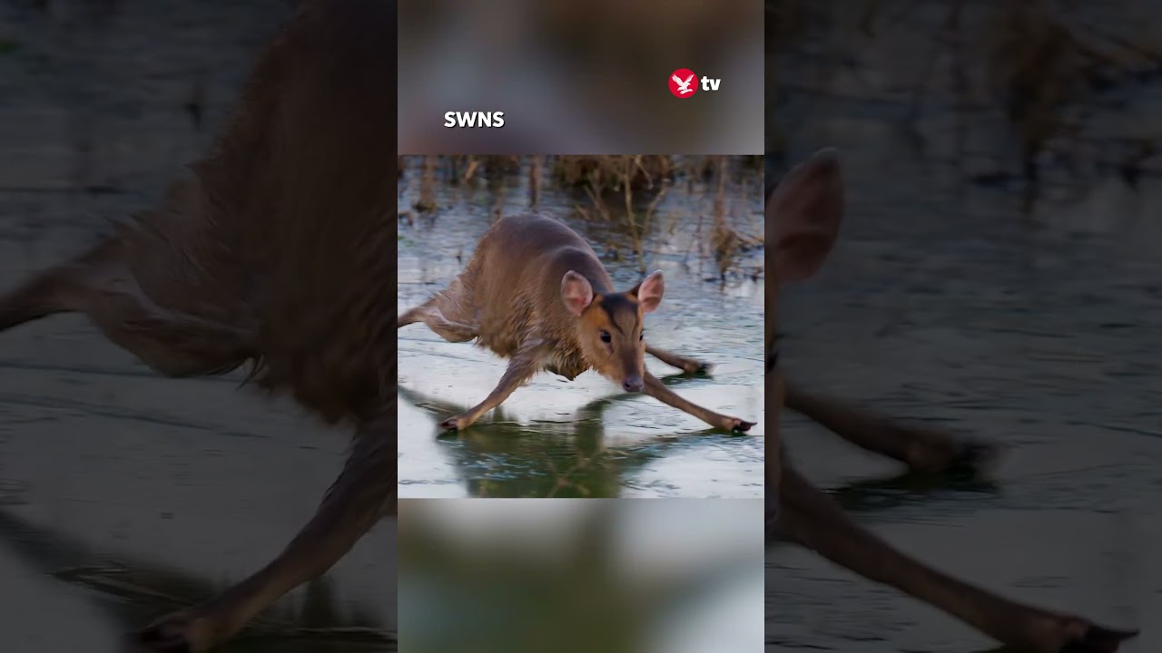Real-life 'Bambi on ice' struggles across frozen stream #shorts #animals #viral