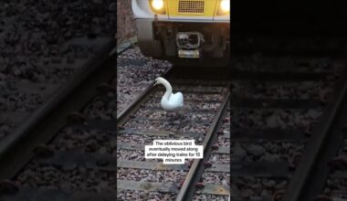 Swan on tracks delays trains at station near London