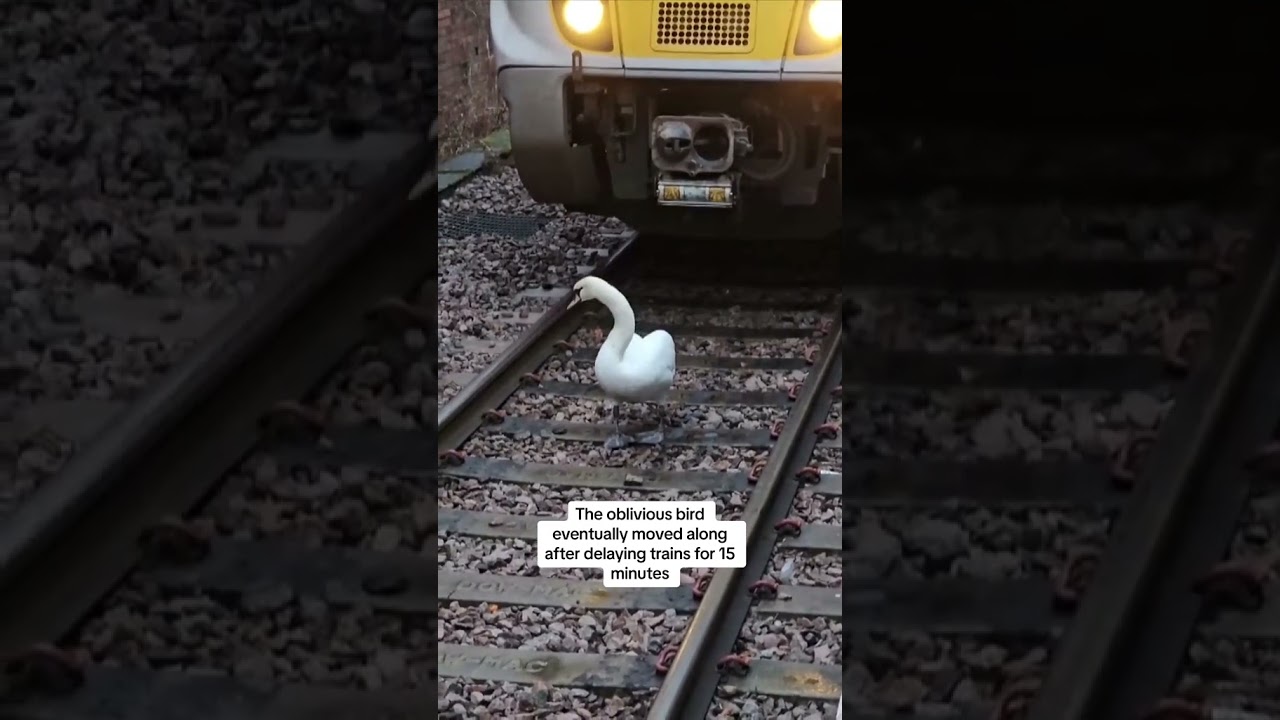 Swan on tracks delays trains at station near London