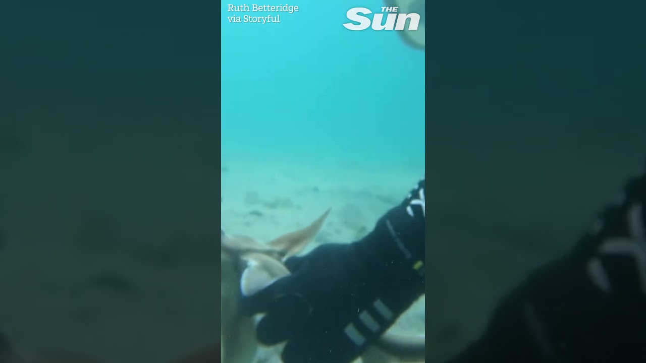 Baby shark rescued from fishing hook by hero diver 🦈