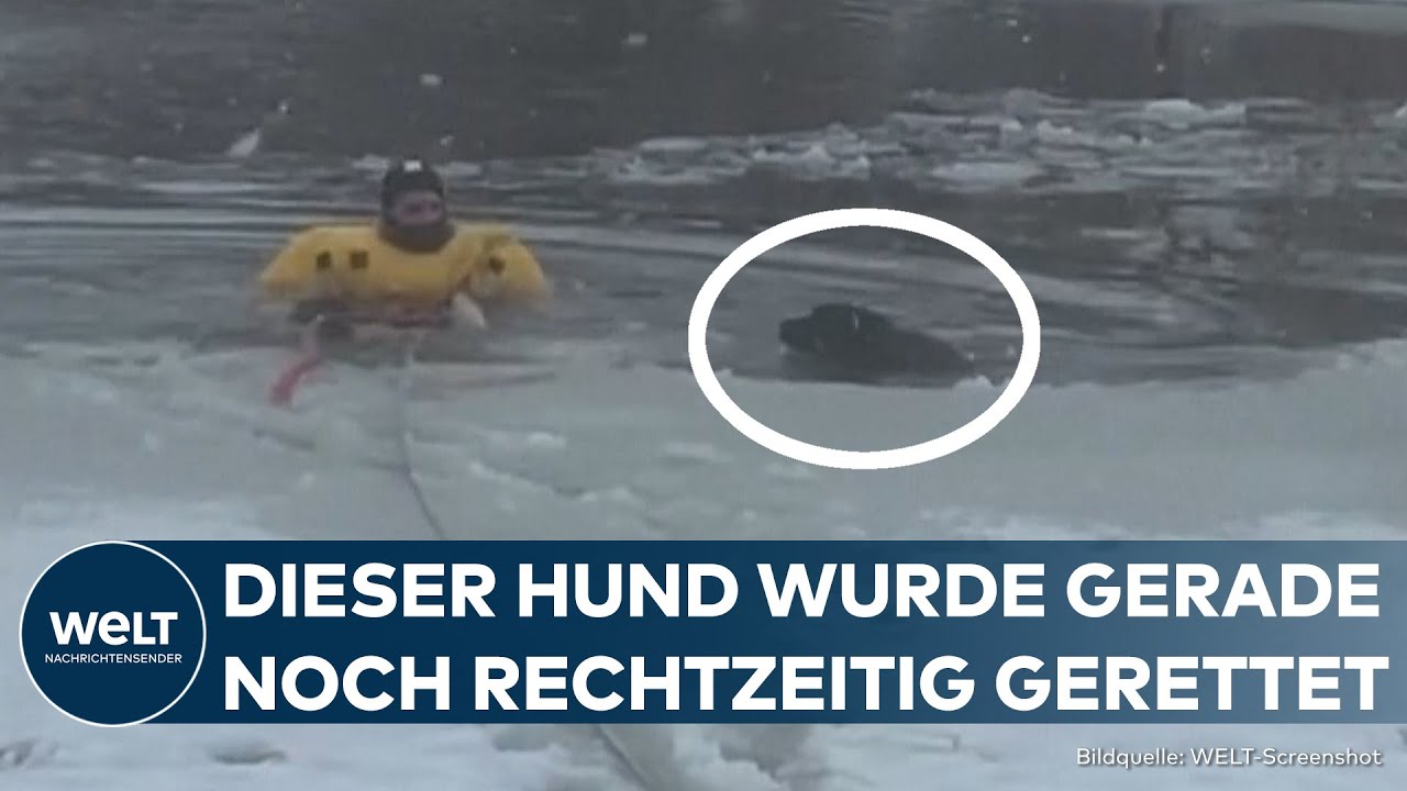 USA: Hund fast erfroren — aus klirrend kaltem See gerettet | Die gute Nachricht