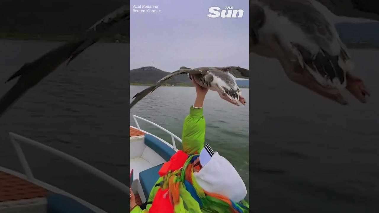 Miraculous moment vacationers on speedboat touch flying geese's belly #shorts