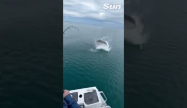 Giant bull shark nearly snatches fisherman's catch🦈🎣 #shorts