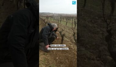 🍇 "On a une obligation de savoir se débrouiller un minimum, pour être plus libres" • FRANCE 24
