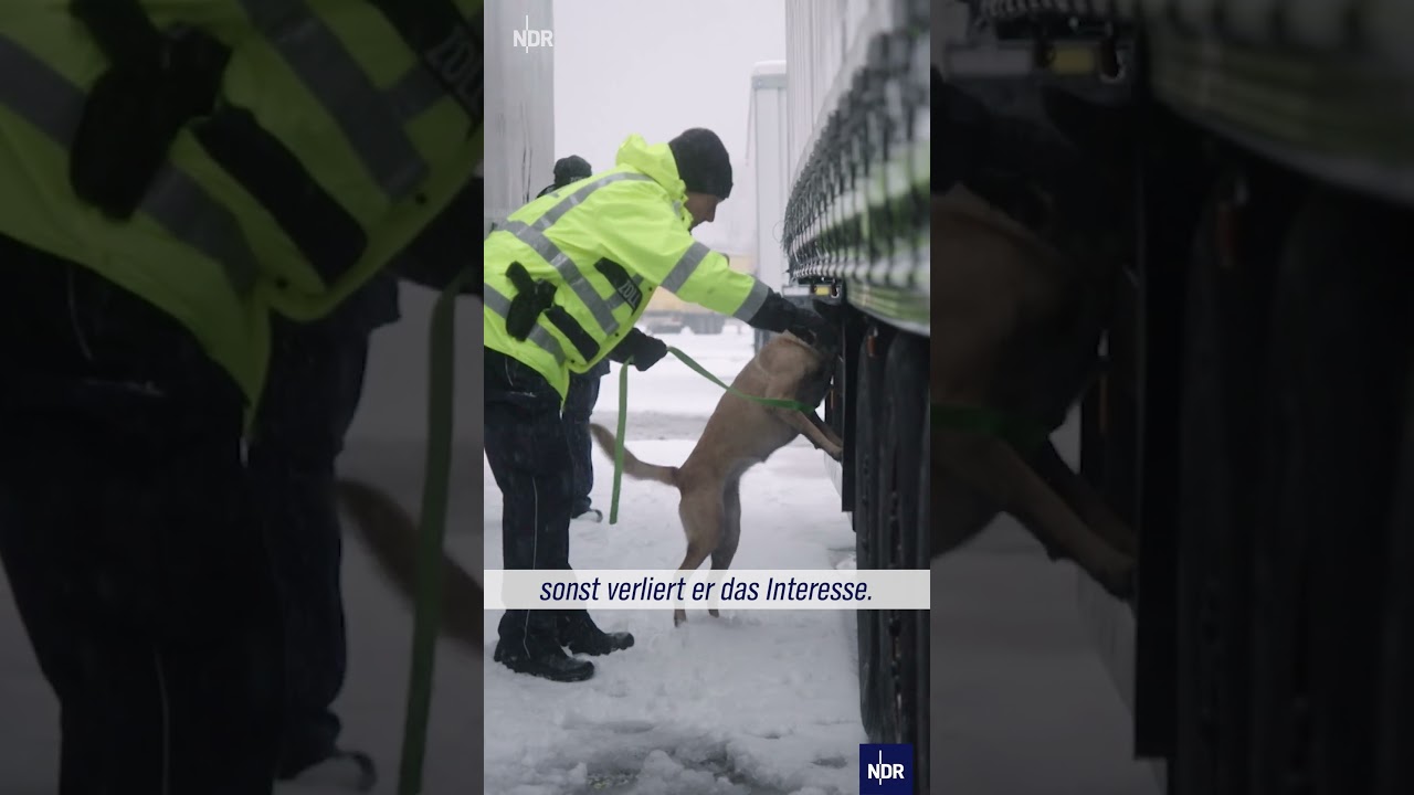 Unterwegs mit Spürhund Swaty #ndr #doku #lübeck