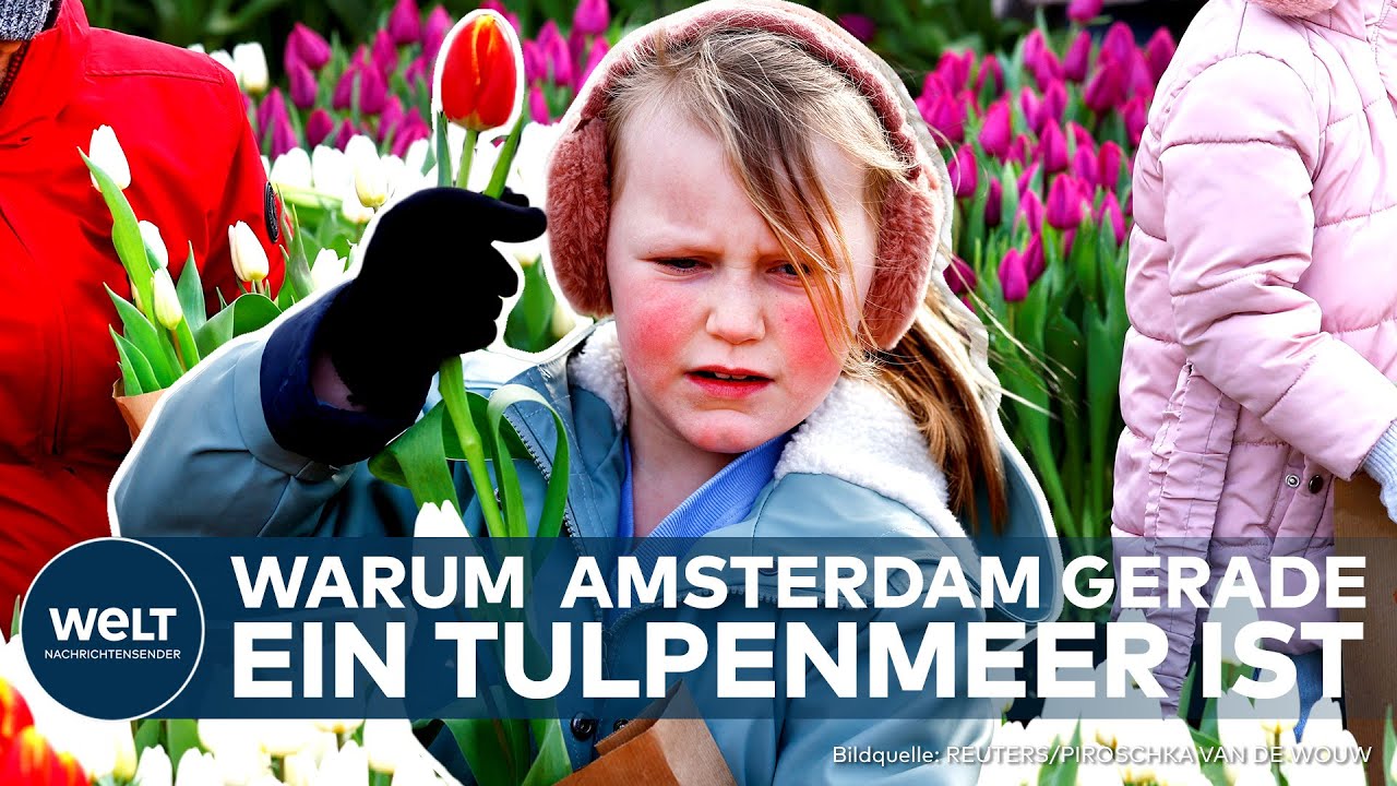 AMSTERDAM: Tulpenfest in voller Blüte! So zelebriert Holland das farbenprächtige Spektakel | WELT