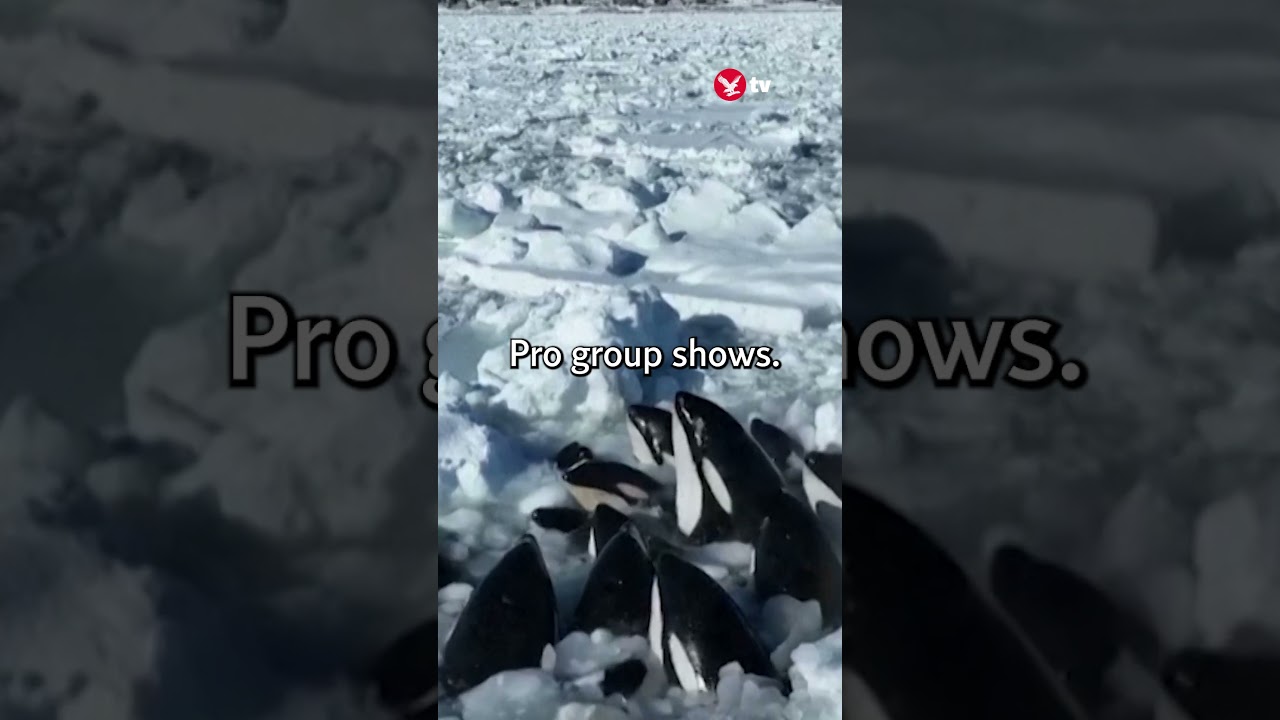 Killer whales struggle as ice traps them #shorts