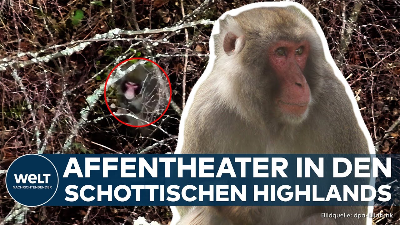 "KINGUISSE-KONG": Affen-Alarm! Japanmakak bringt Chaos in die schottischen Highlands