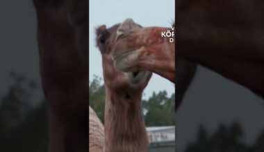 ELEGANZ IN DER WÜSTE: Kopf, Hals, Höcker! Al Dafra Beauty Contest kürt Kamelschönheiten