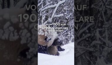 SÜßE RIESEN: Achtung Bärenfans! Gute Nachrichten für den Großen Panda | WELT #shorts