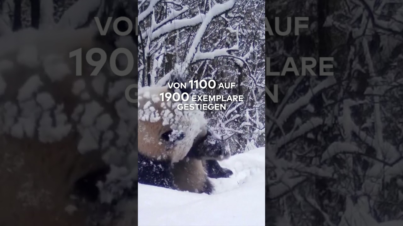 SÜßE RIESEN: Achtung Bärenfans! Gute Nachrichten für den Großen Panda | WELT #shorts
