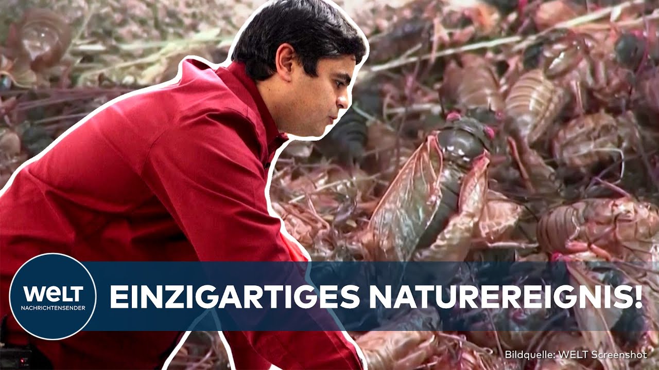 JAHRHUNDERT-EREIGNIS: Gigantische Zikaden-Invasion wird über Nordosten der USA rollen