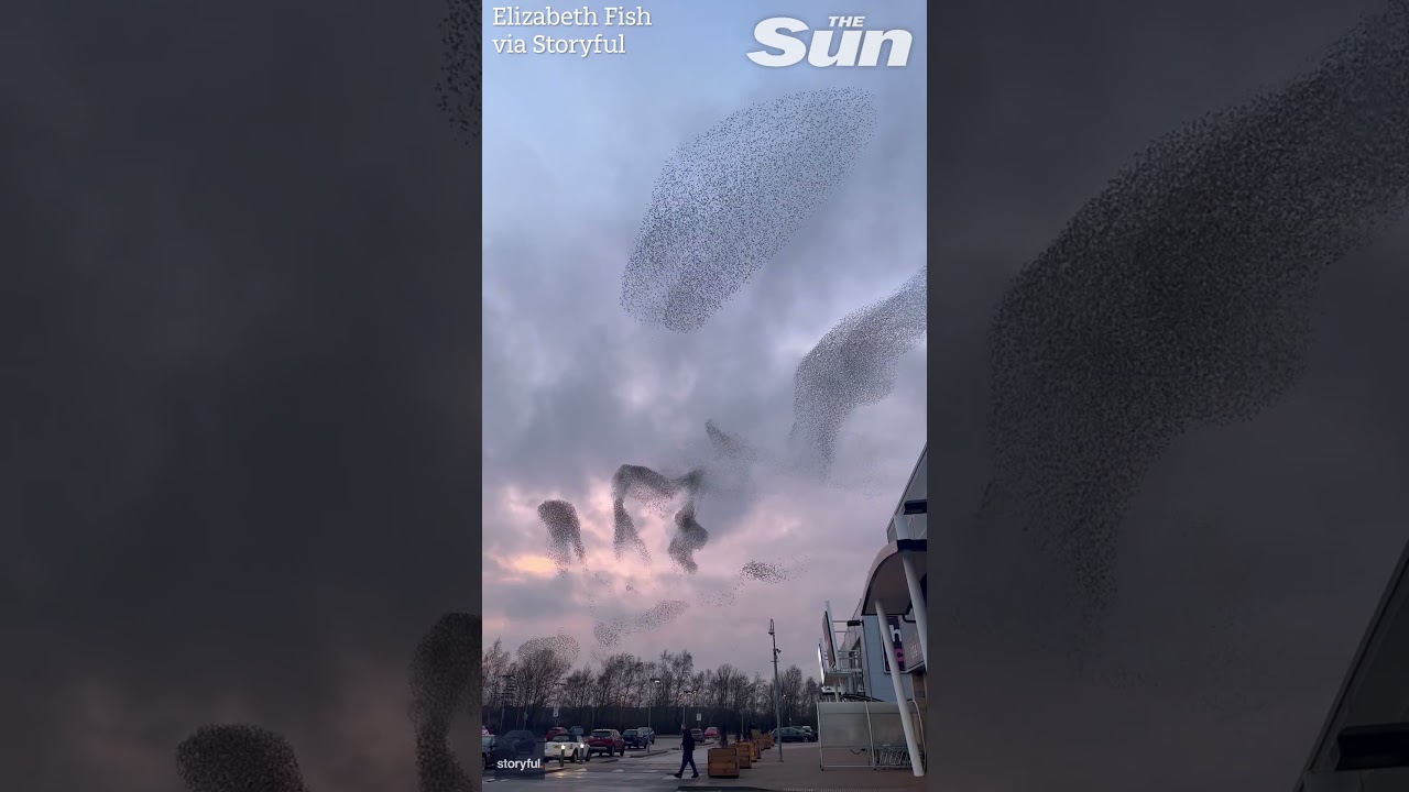 Starlings create stunning spectacle with 'dance' during sunset murmuration
