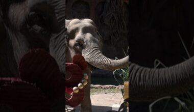 ELEFANTEN-GEBURTSTAG: Trompita! Wenn eine Zoo-Ikone Jubliäum feiert