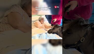 Therapy pony cheers up hospital patients #shorts