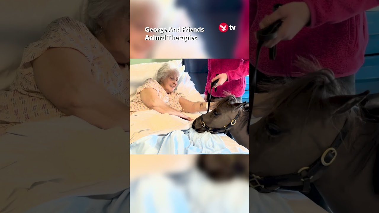 Therapy pony cheers up hospital patients #shorts