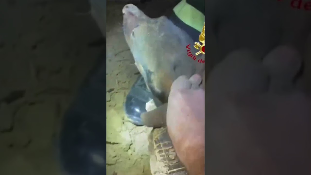 Dachshund stuck in hole while chasing fox