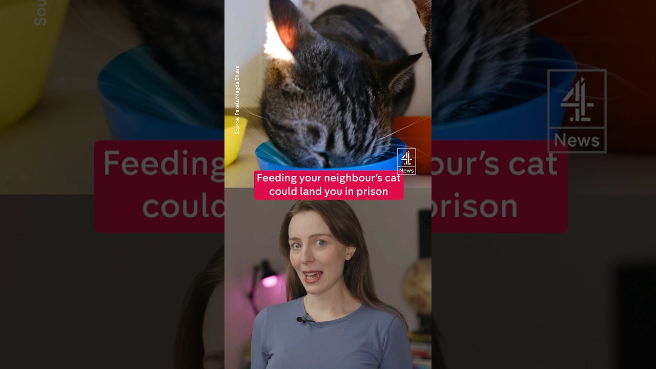 Taking over neighbour's cat could be illegal