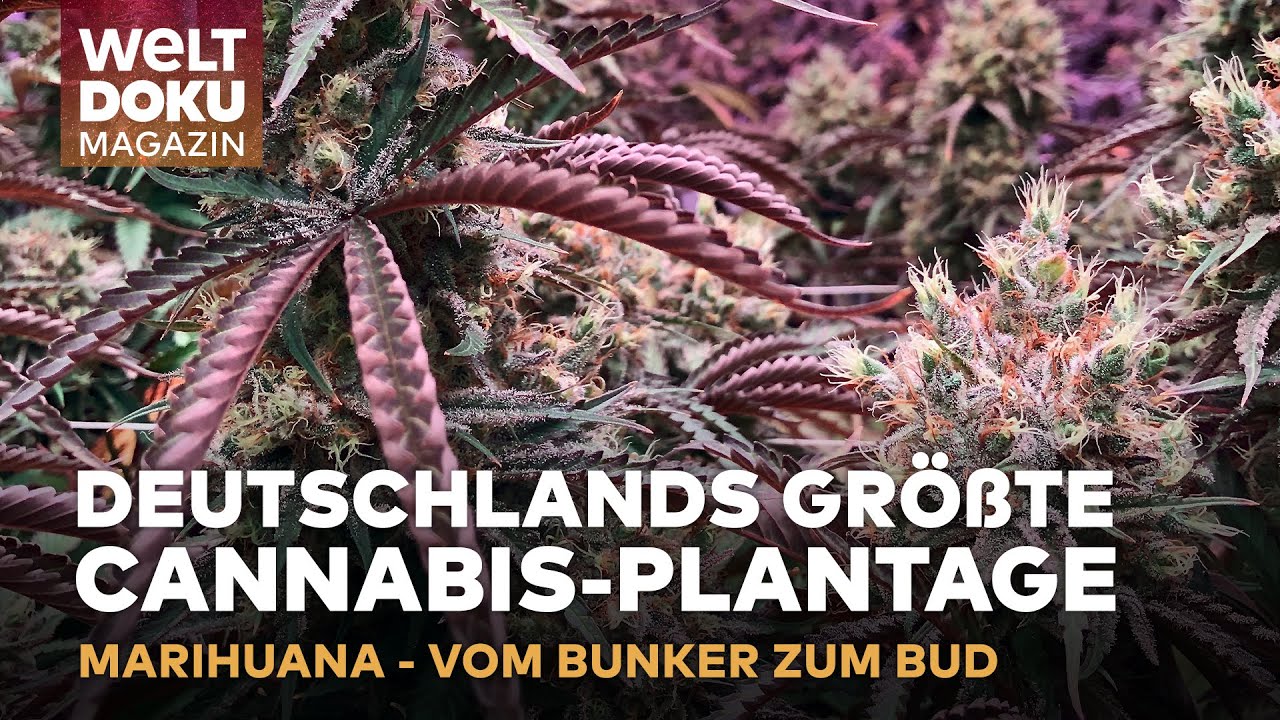 CANNABIS AUS DEM NATO-BUNKER: Deutschland größte & legale Marihuana-Plantage | Magazin