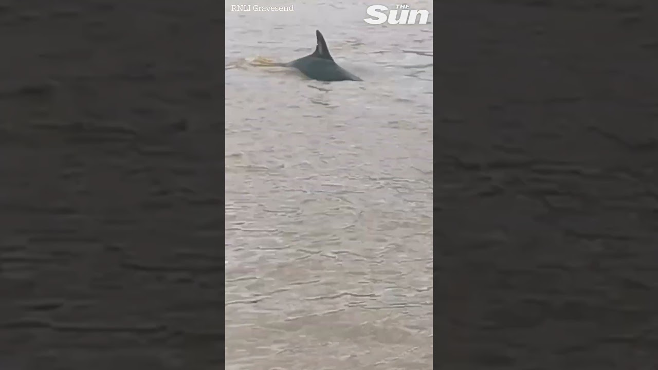 Rare DOLPHIN swimming in the River Thames spotted by stunned lifeboat crew