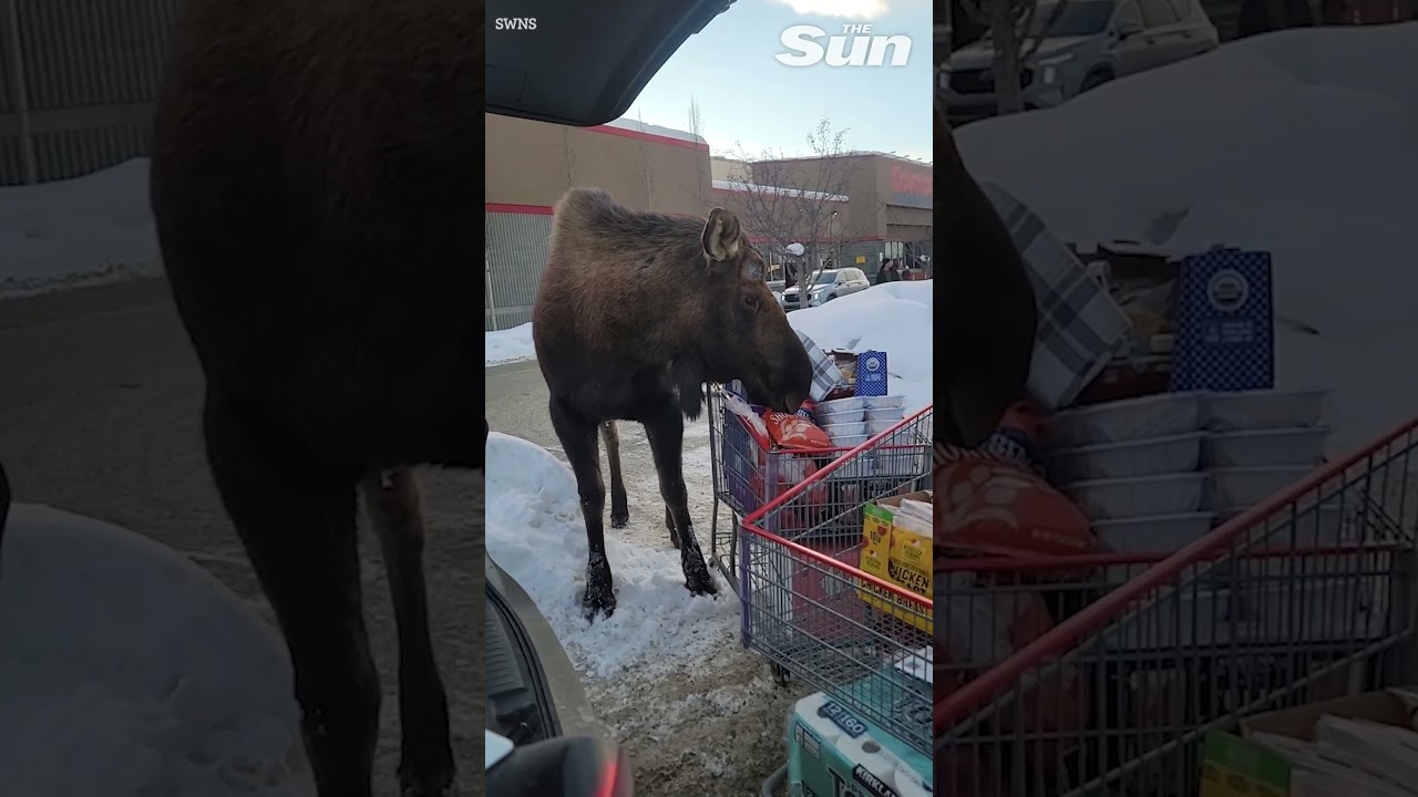 Moose attempts to steal groceries from shopping cart during daring daylight heist #shorts