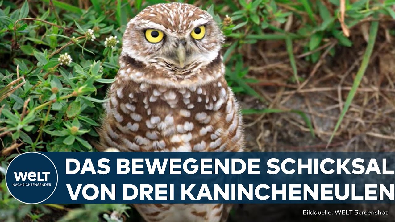 TIERSCHUTZ-ERFOLG: Drei Eulen in den USA werden in die Freiheit entlassen | Gute Nachricht