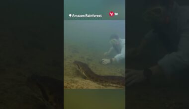 Snake measuring 26ft long discovered #shorts