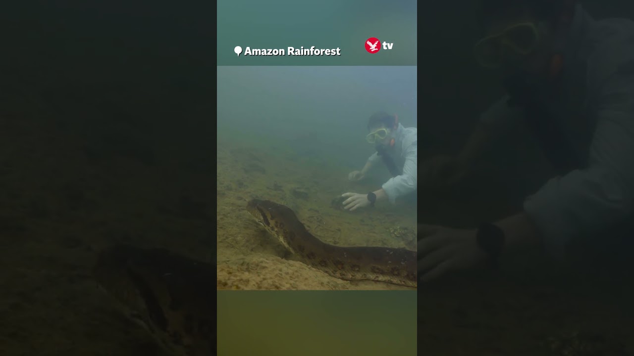 Snake measuring 26ft long discovered #shorts