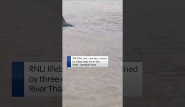 Dolphins join RNLI crew in River Thames