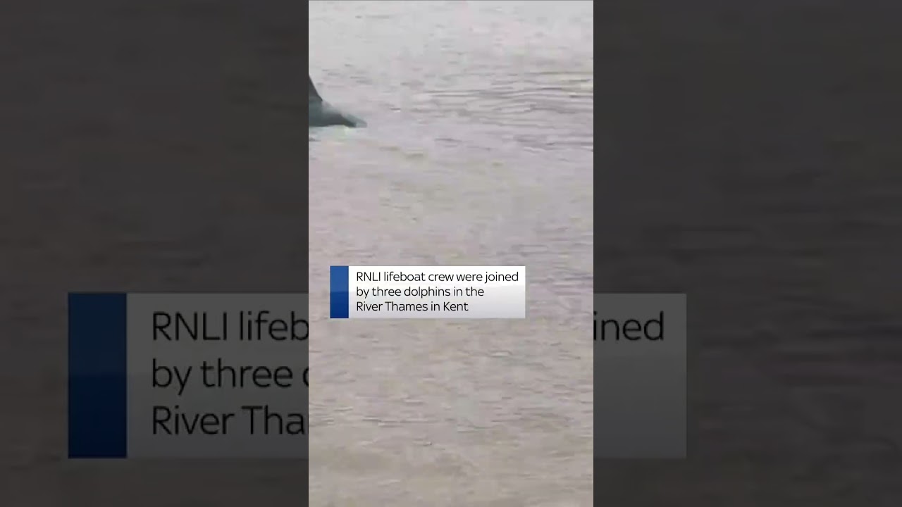 Dolphins join RNLI crew in River Thames