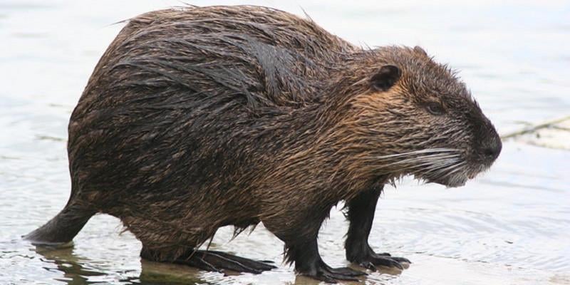 was letzte Nutria-Score?