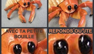Bipolaire
