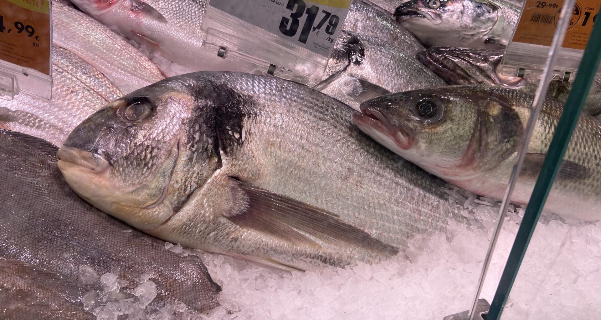 O maior predador da Terra