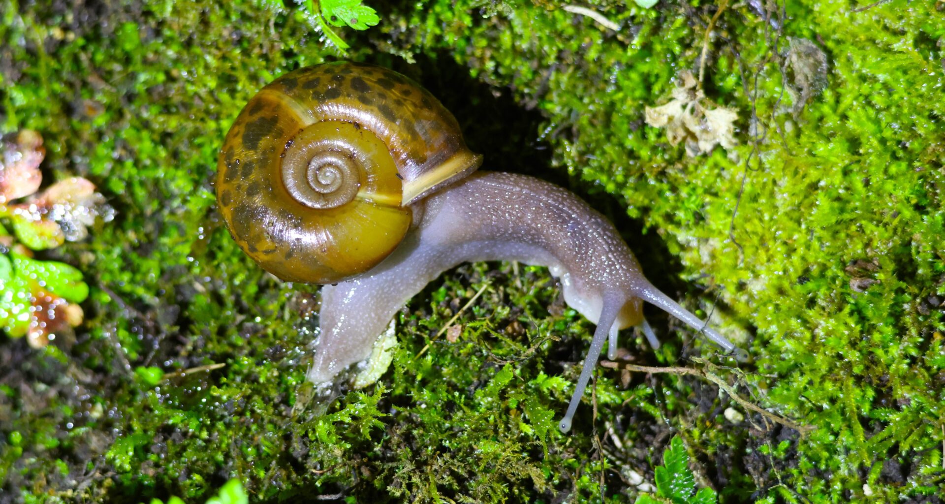 Caracol de Quimper (Elona quimperiana) en Santander, Cantabria