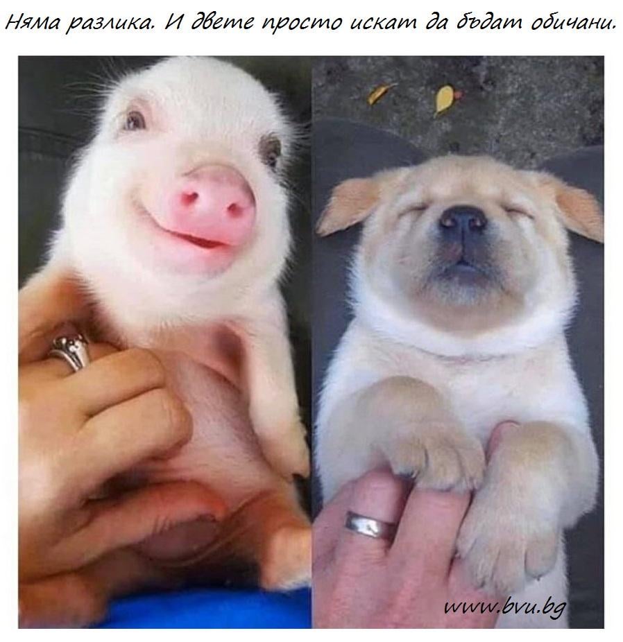 Няма разлика
