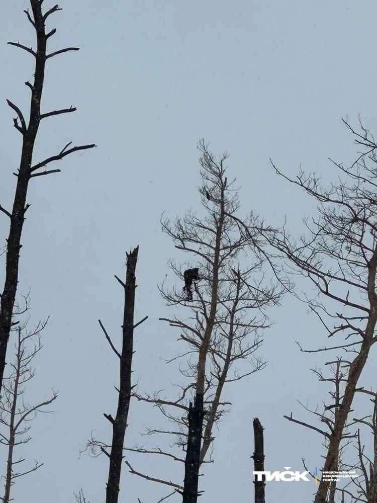 Photo of a russian soldier who ended up on top of a tree in the Serebryanskiy forest, where he decomposed. Presumably this was a result of an explosion