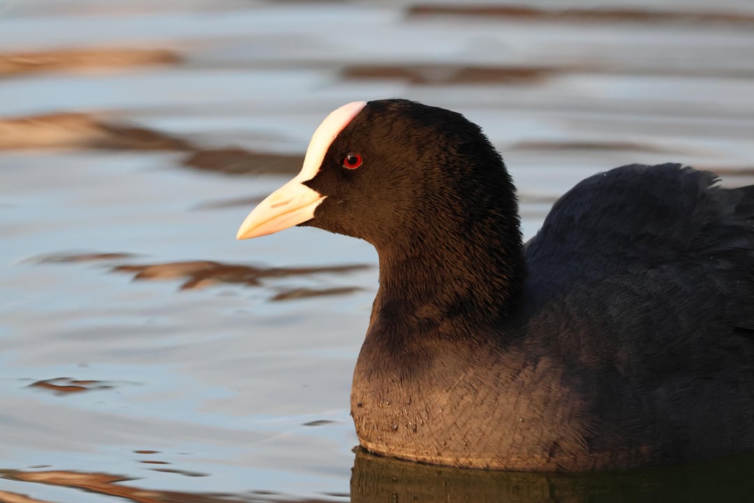 Focha común (Fulica atra) en Santander, Cantabria