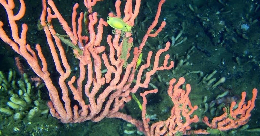 Coral reef that 'shouldn't exist' thrives off B.C.'s Pacific Ocean, biologist says