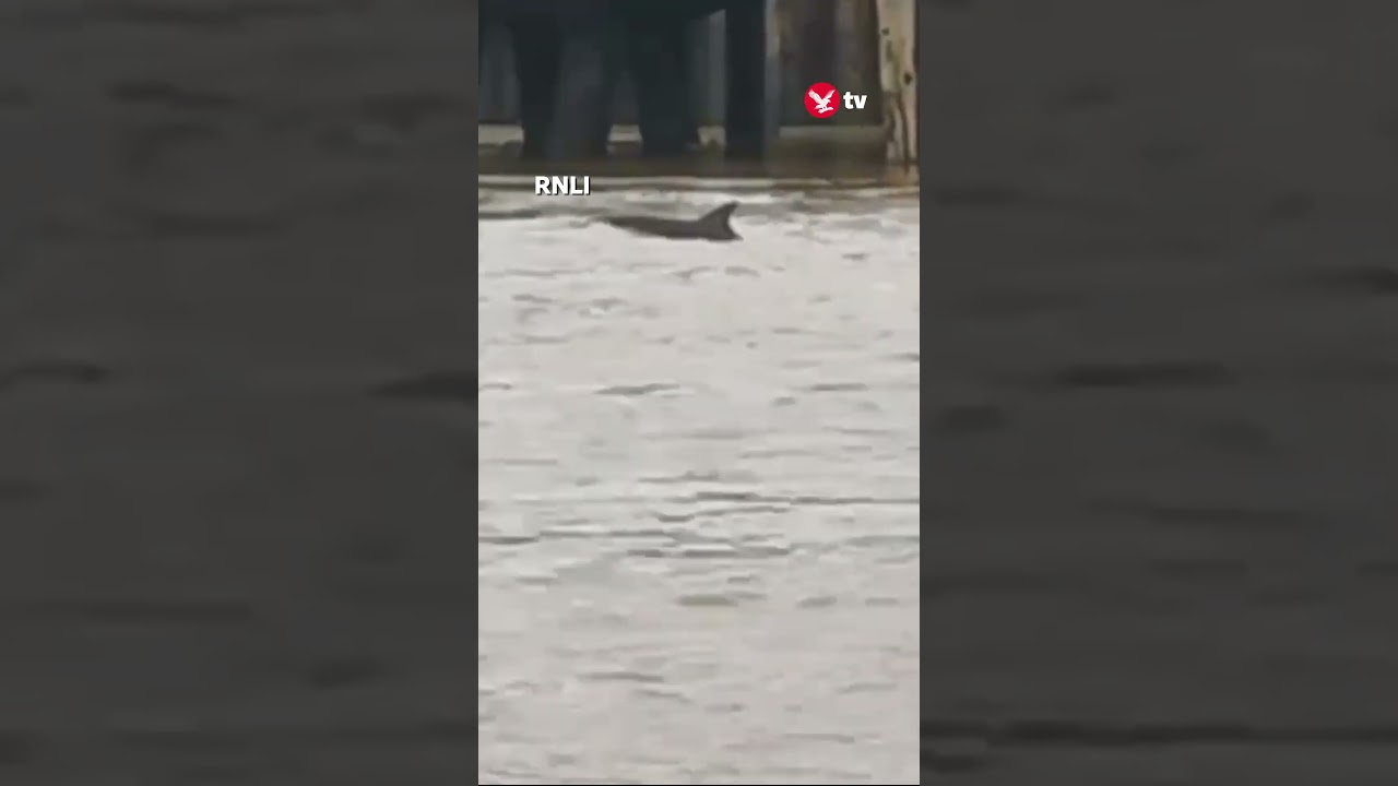 Dolphins spotted in River Thames 🐬 #uk #shorts