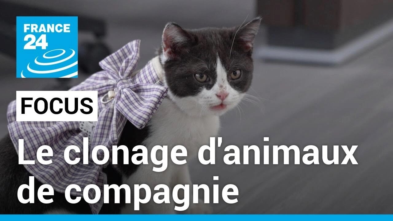 Le clonage d'animaux de compagnie en Chine, un business florissant • FRANCE 24