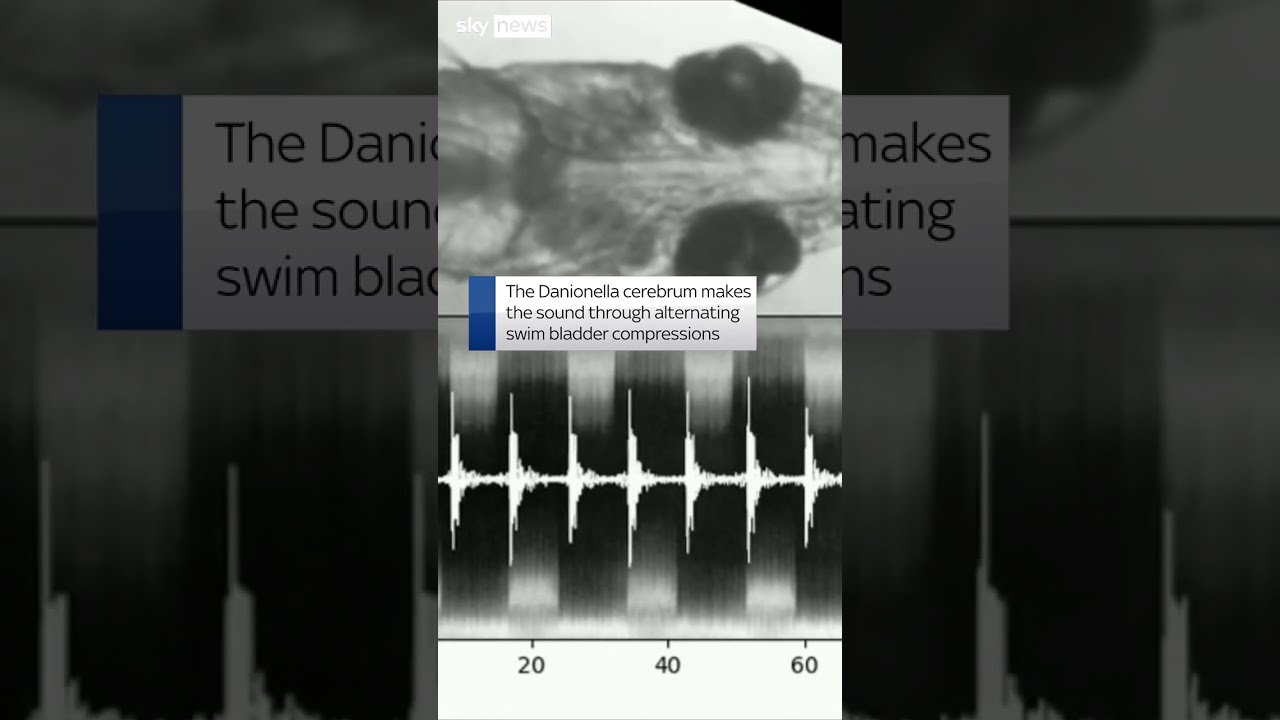 Tiny fish makes loud noise