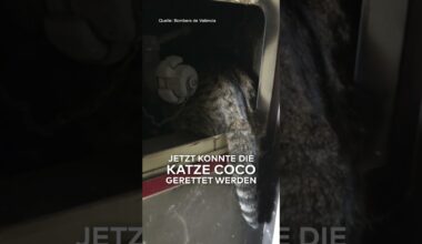 WUNDER IN VALENCIA: Katze überlebt Flammeninferno | WELT #shorts