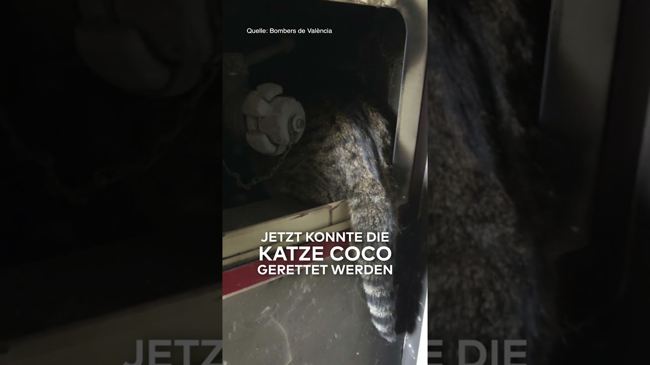 WUNDER IN VALENCIA: Katze überlebt Flammeninferno | WELT #shorts