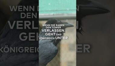 LONDONS NEUER RABENMEISTER: Der wichtigste Job im britischen Königreich? | WELT #shorts