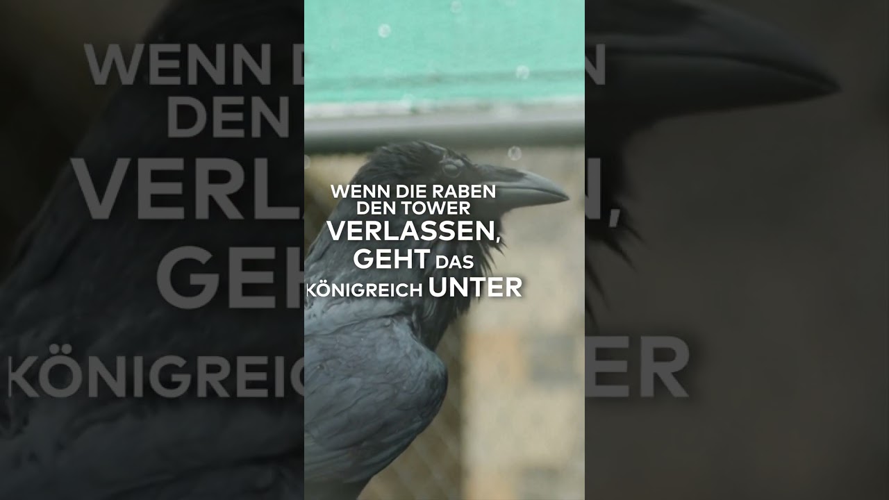 LONDONS NEUER RABENMEISTER: Der wichtigste Job im britischen Königreich? | WELT #shorts