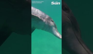 Hilarious moment mischievous dolphin chews on swimmer's camera