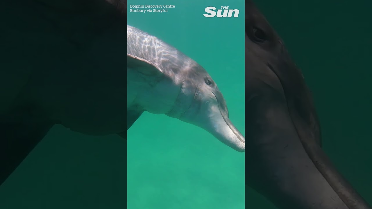Hilarious moment mischievous dolphin chews on swimmer's camera