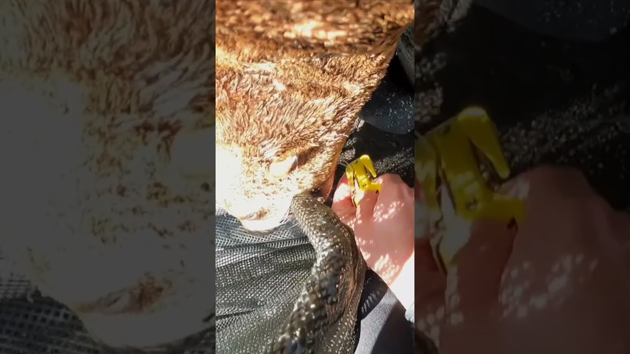 Seal found with fish hook stuck in lips