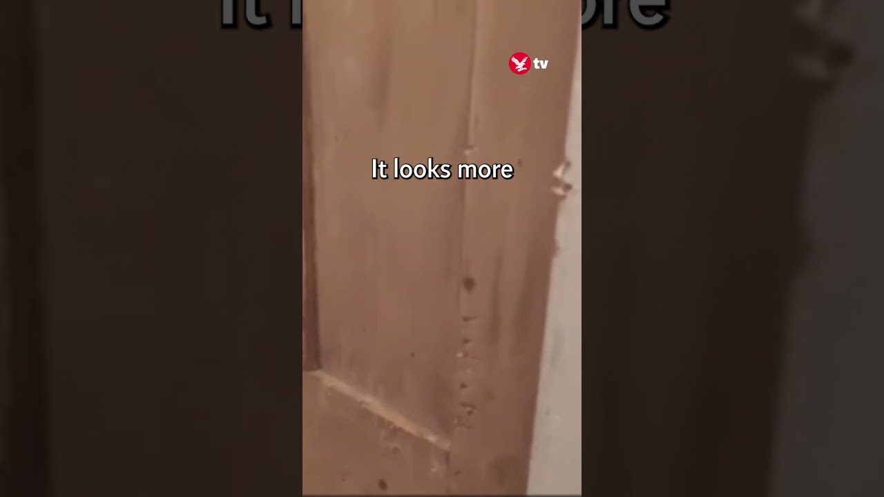 Badger ransacks home leaving £4,000 of damage 🦡 #lifestyle #shorts